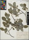 Foto von Salix glabra Scop.